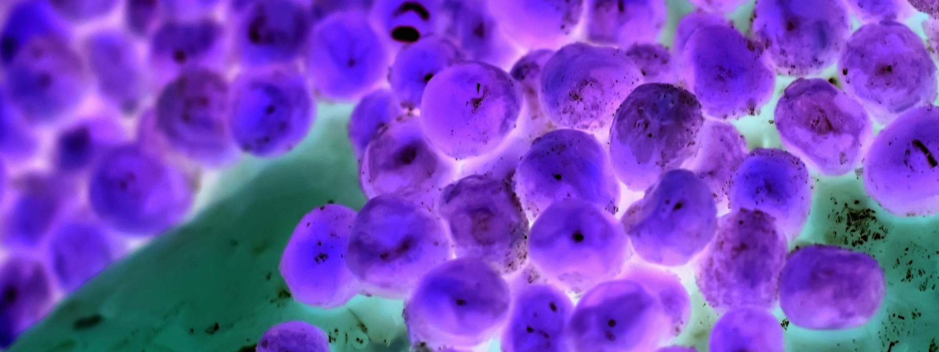 enterococci-testing-banner