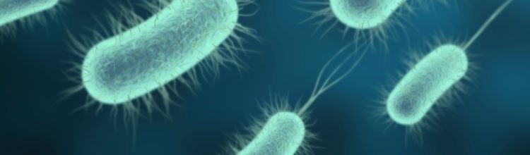 Microbiological Risk Assessment is a valuable tool for the management in food safety