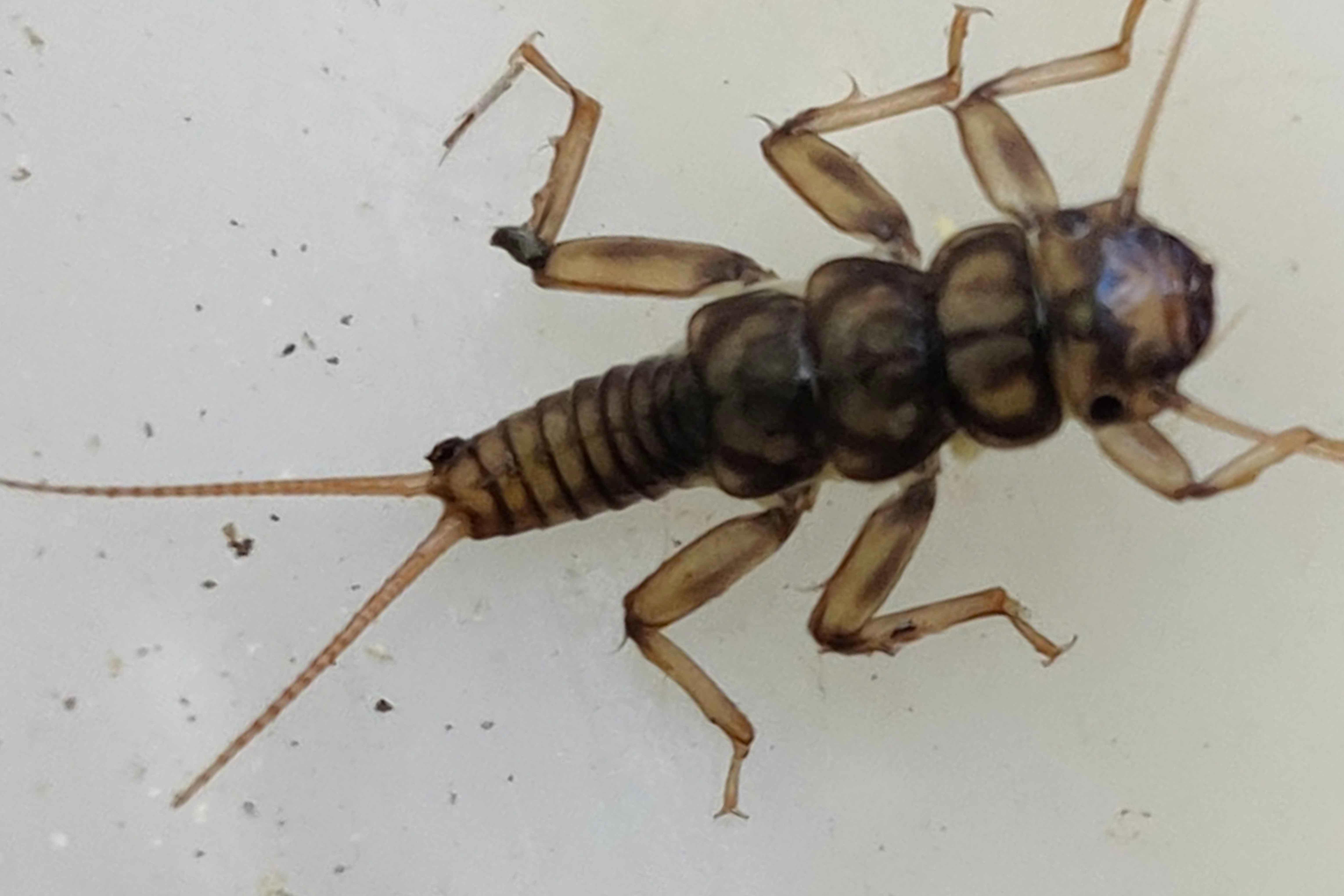 macroinvertebrados-bentonicos-en-rios