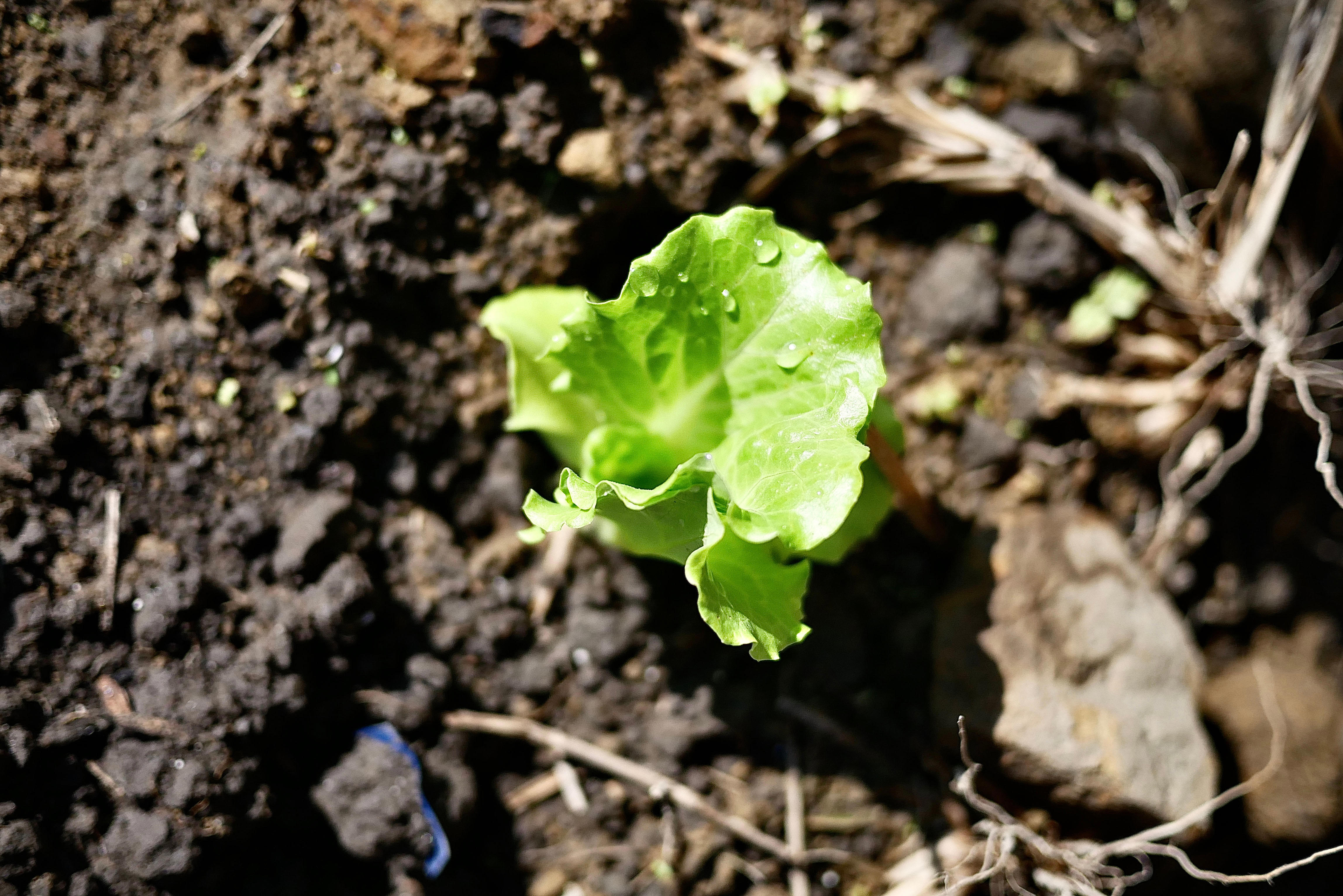 vue-rapprochee-de-la-plante-qui-pousse-sur-le-champ