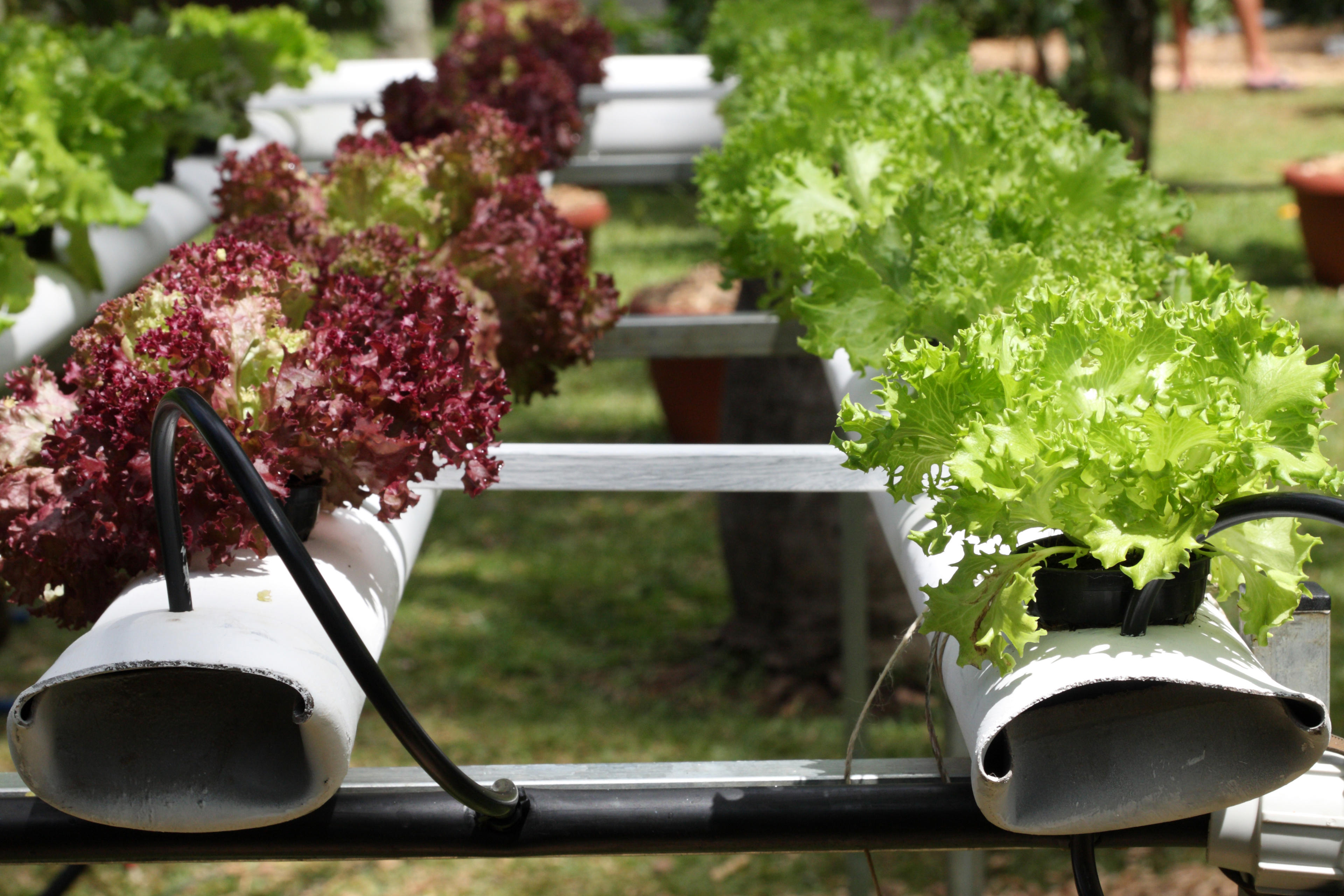 salades-fotolia_28447181