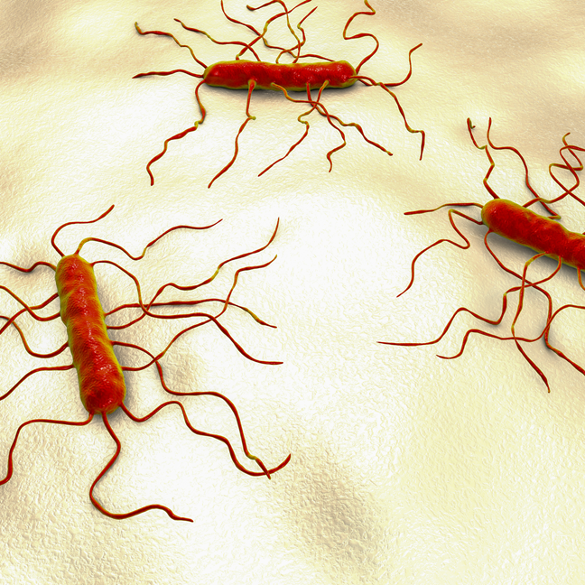 listeria_648