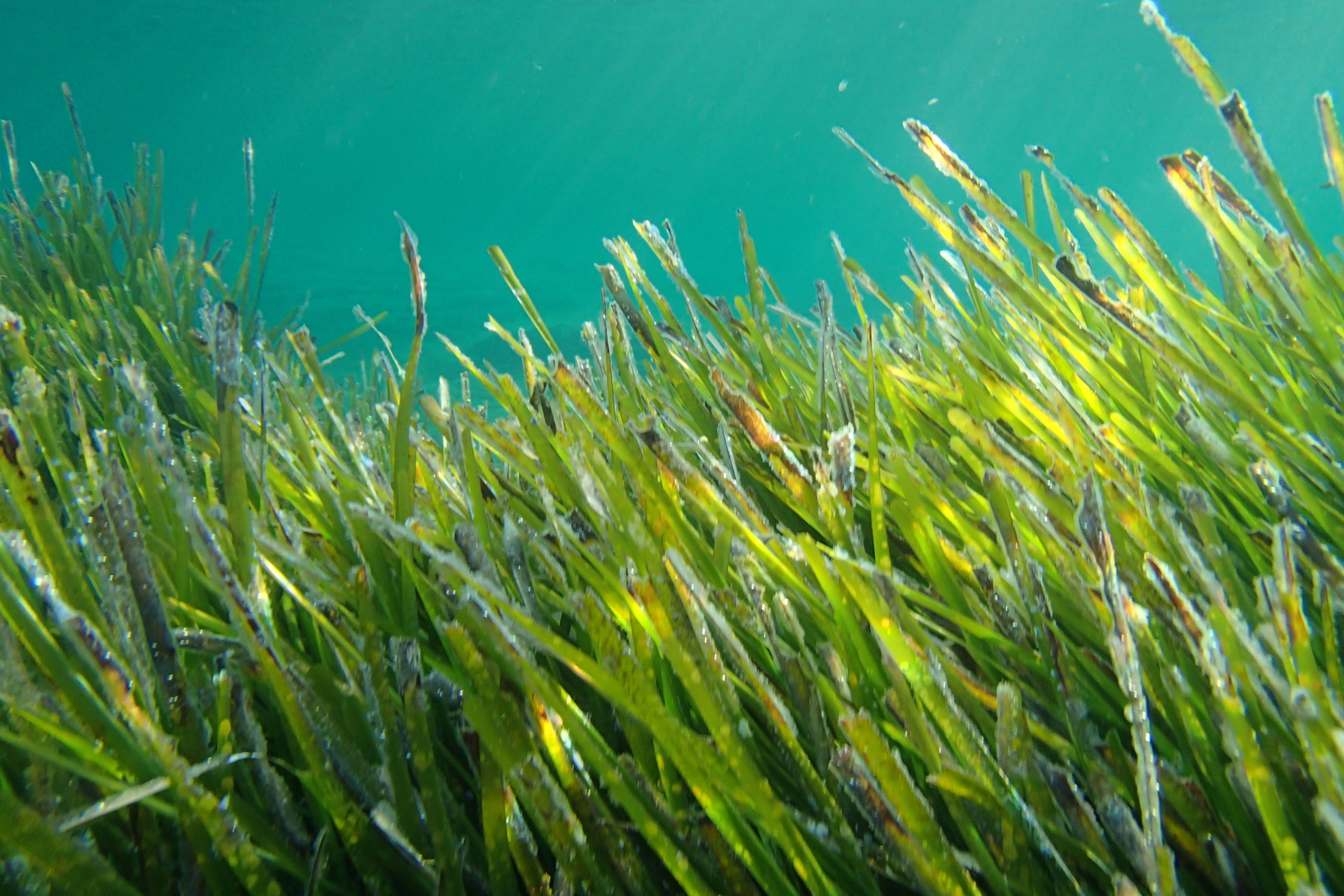 eurofins-environment-posidonia-oceanica (1)