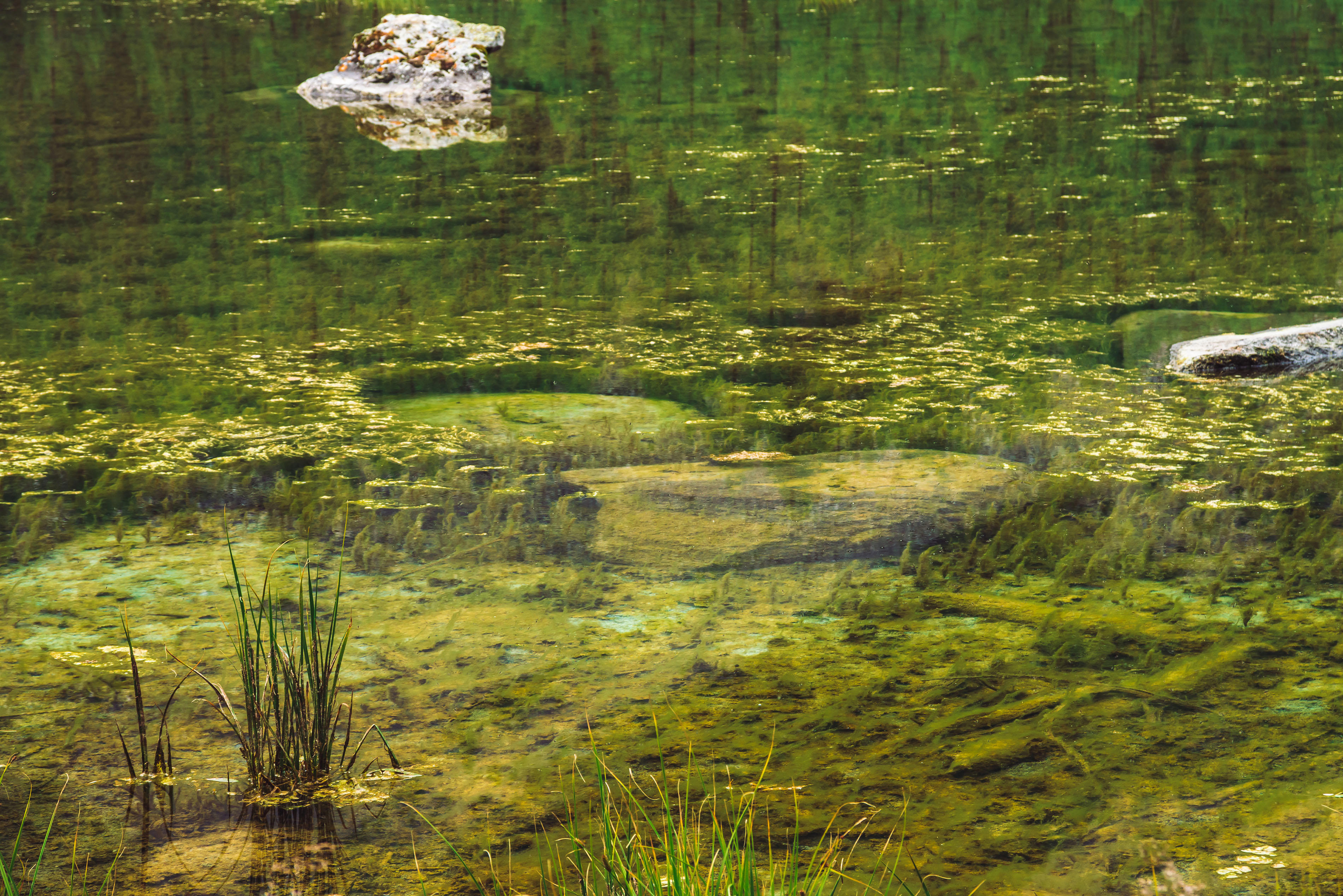 l-herbe-pousse-dans-une-eau-calme-et-propre-de-pres-fond-de-marais-marecageux-du-lac-de-montagne-avec-des-pierres-les-arbres-se-refletent-dans-la-surface-ideale-de-l-eau-lisse-fond-naturel-atmospherique-vert-des-hau