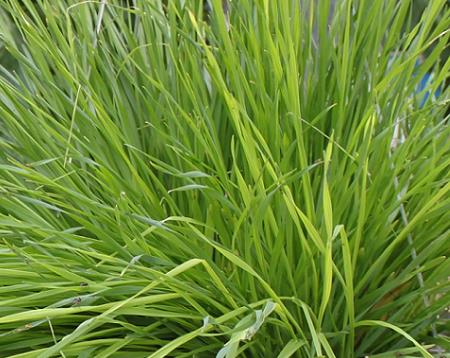 agro-plant