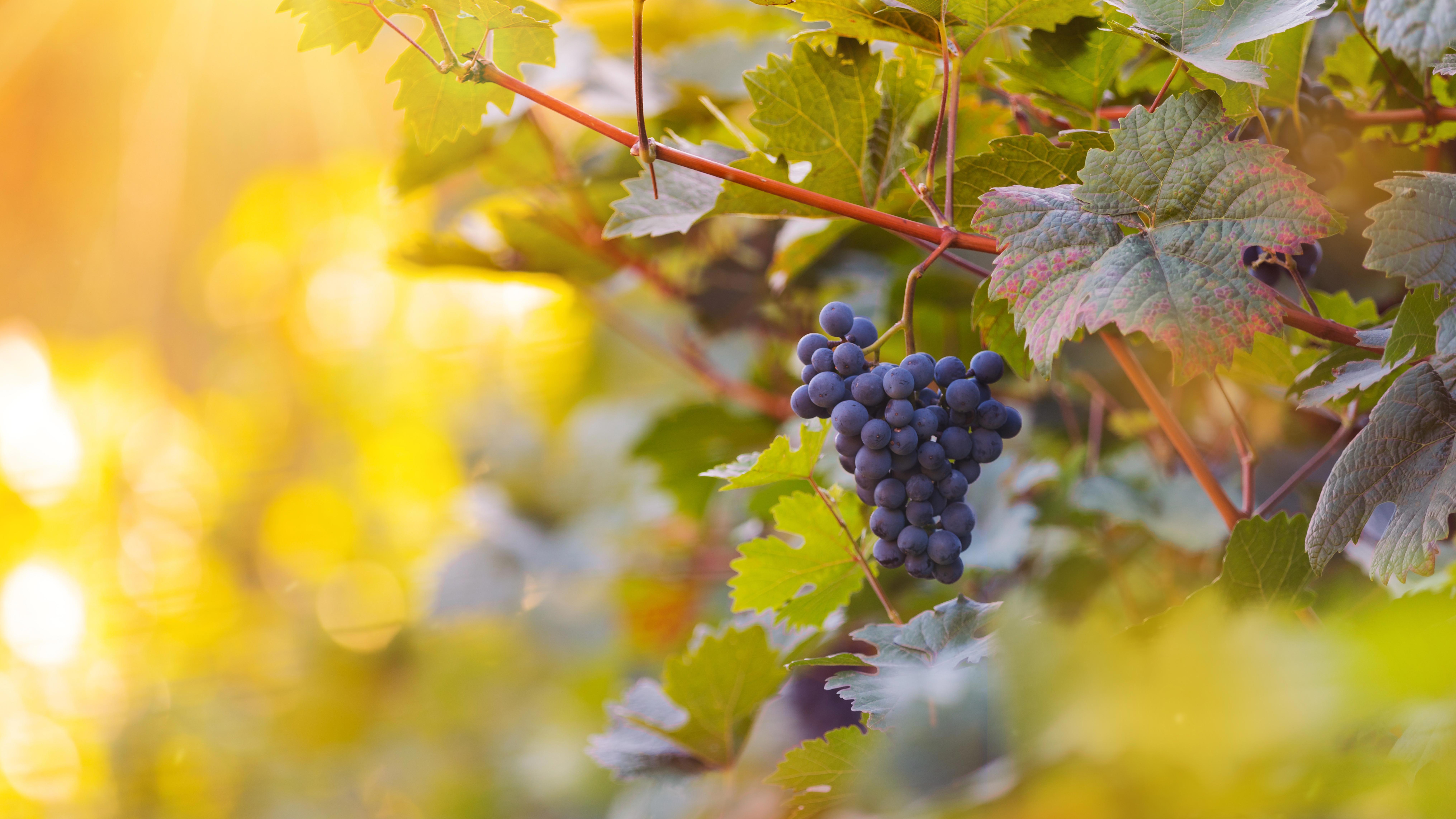 A closeup shot of purple grapes hanging from a vine in a vineyard. 