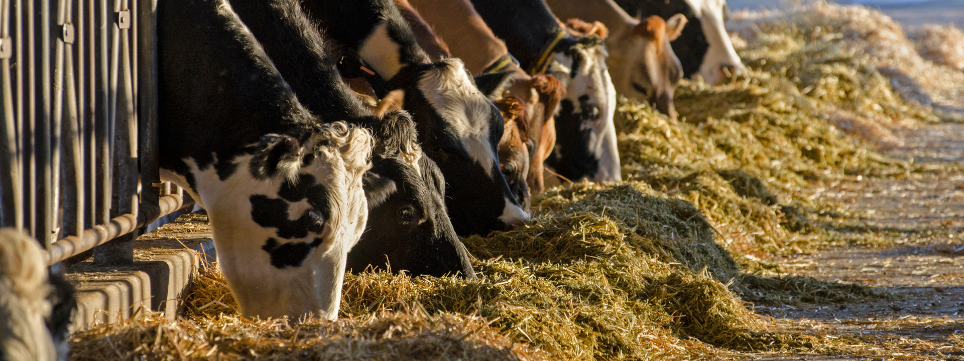 news-pfas-feed