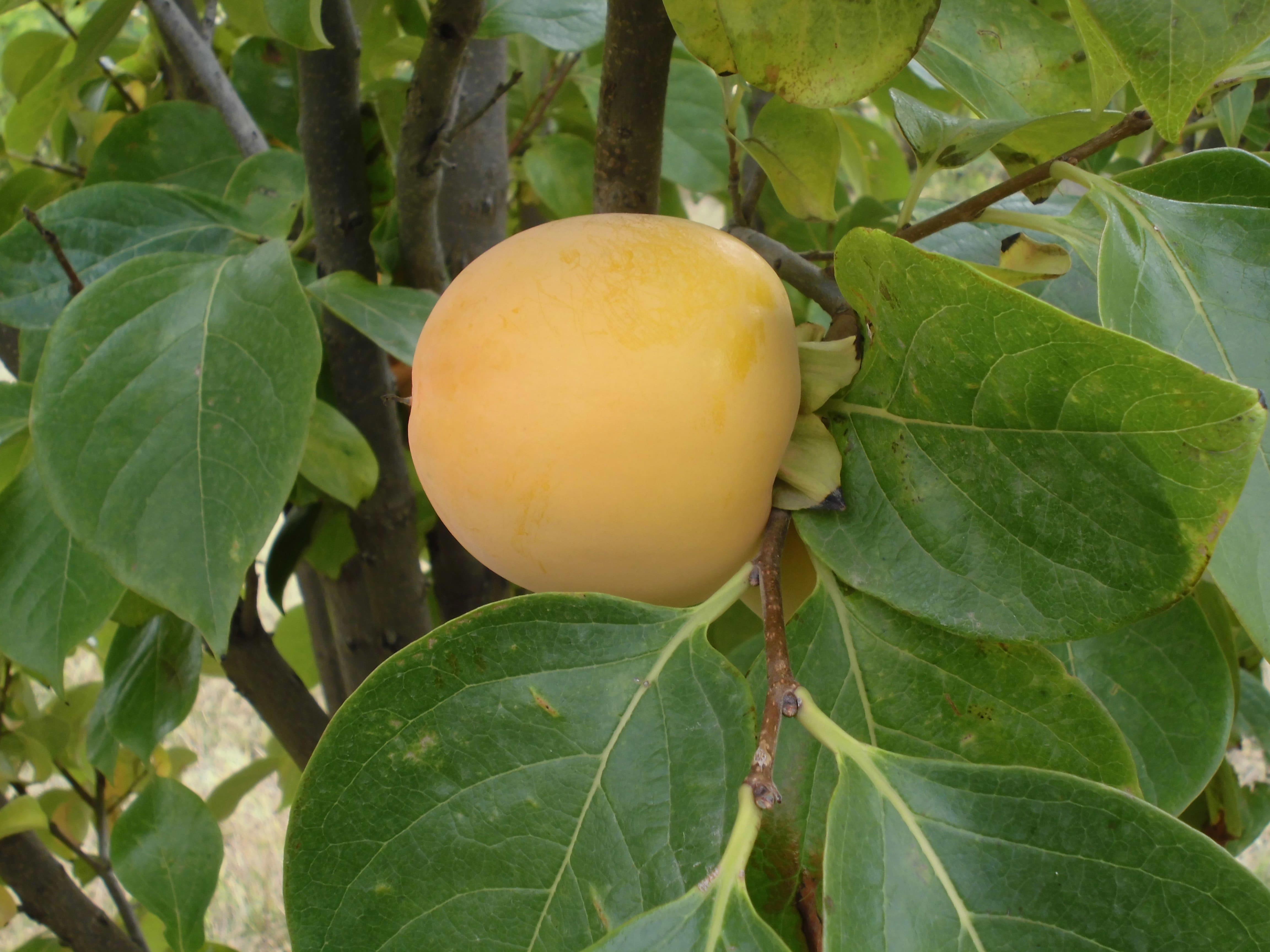 agro-lemon