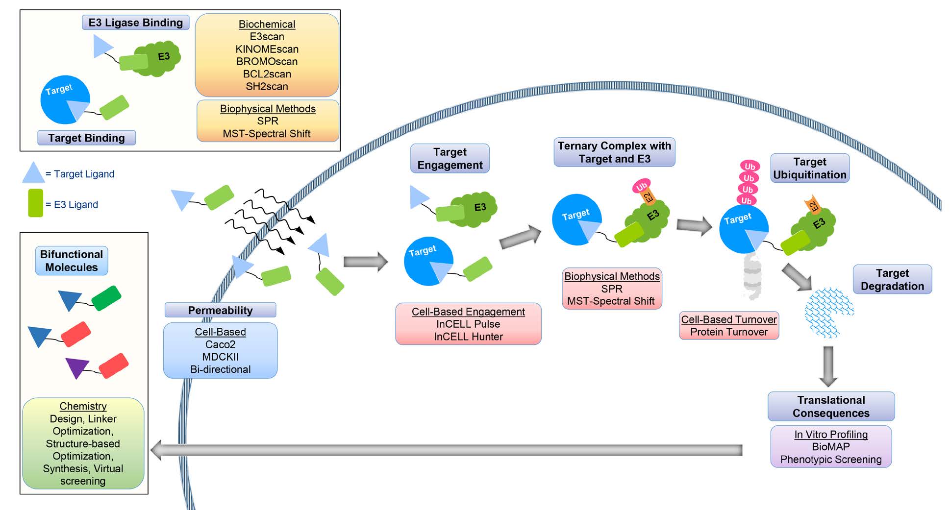Infographie illustrant le mécanisme de dégradation ciblée des protéines via la liaison à l’E3 ligase et l’ubiquitination, avec des étapes comme la formation du complexe ternaire et les conséquences translationnelles, utilisée dans les services de criblage Eurofins.