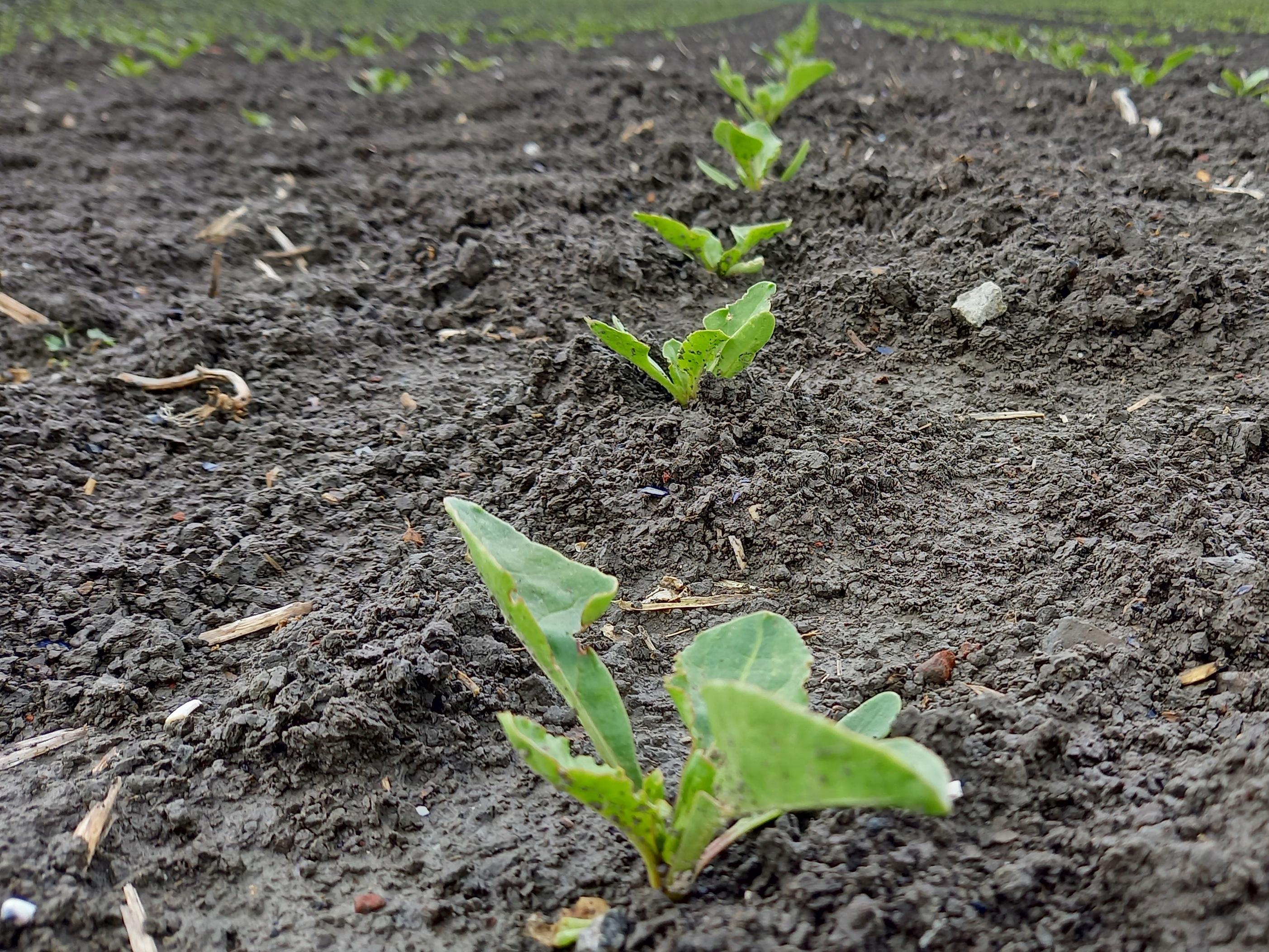 jonge-bietenplanten