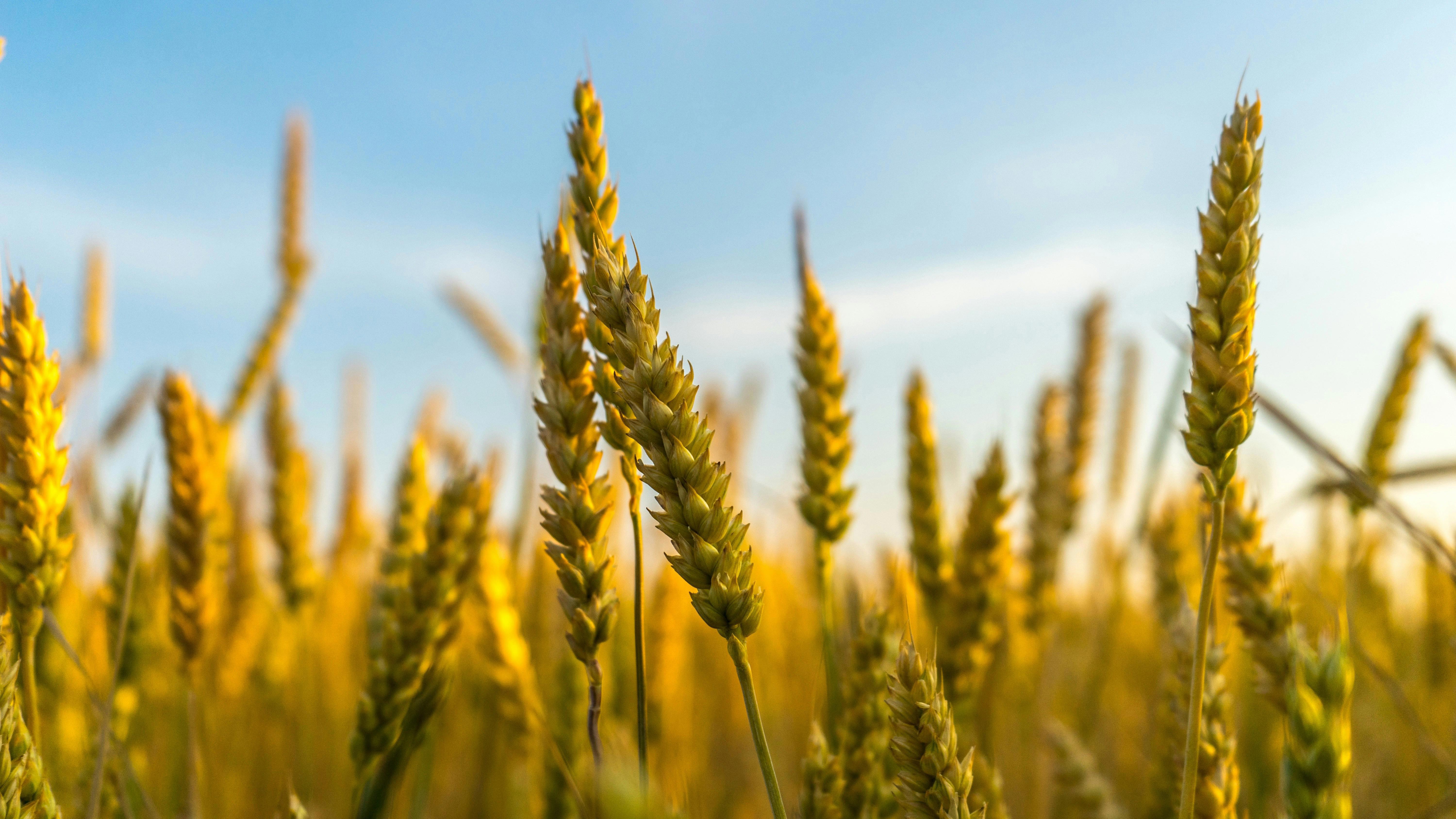 agro-crop-field-with-wheat-closeup
