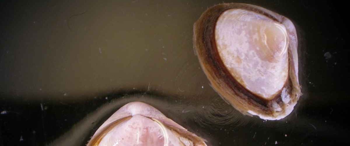 macroinvertebrados-bentónicos-marinos (1)