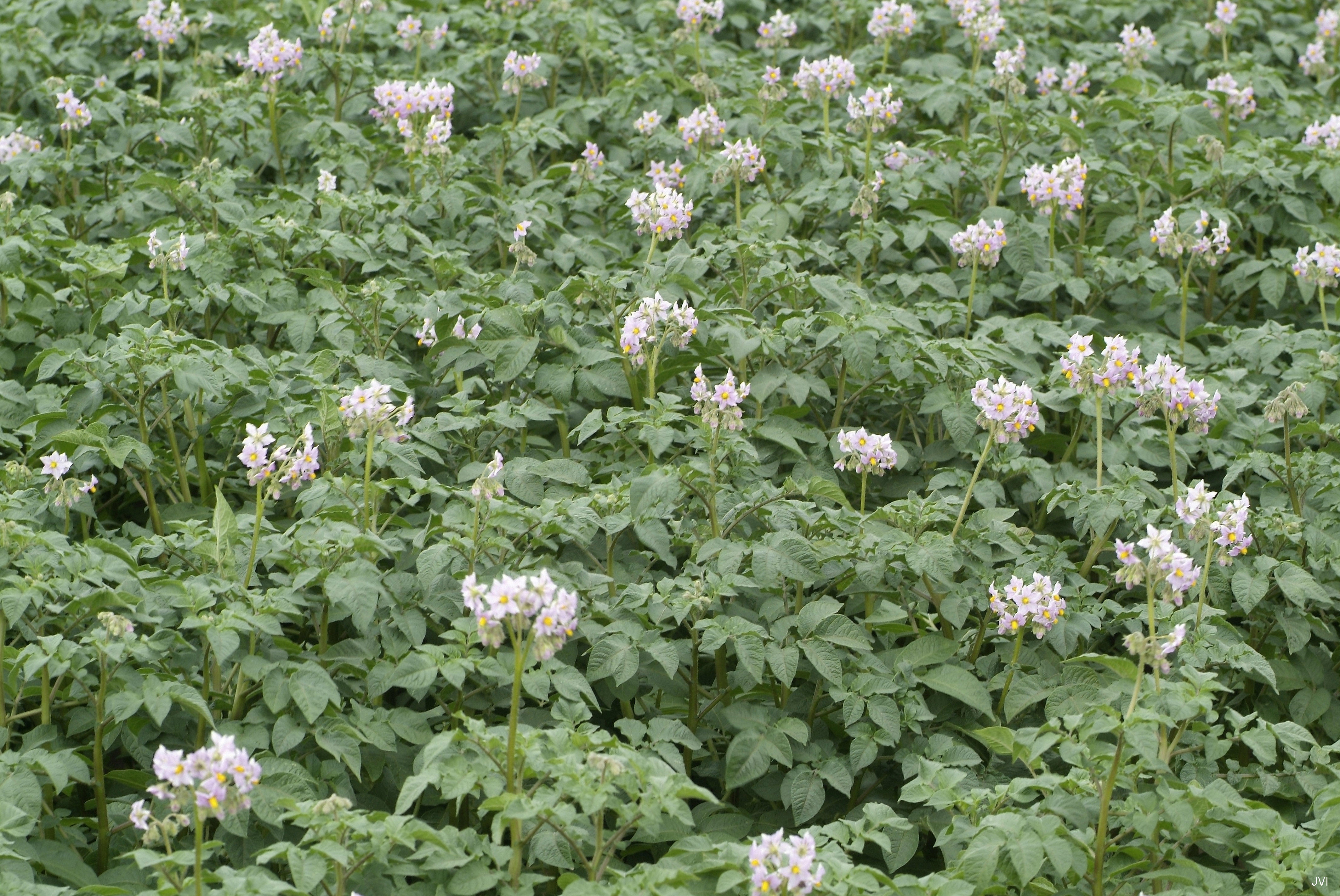 aardappelbloemen2