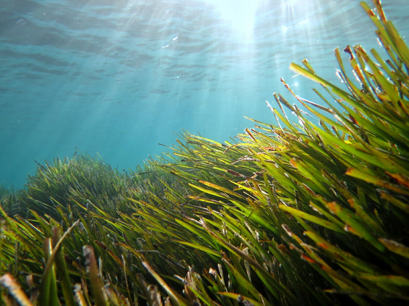 posidonia-oceanica-eurofins-environment-testing