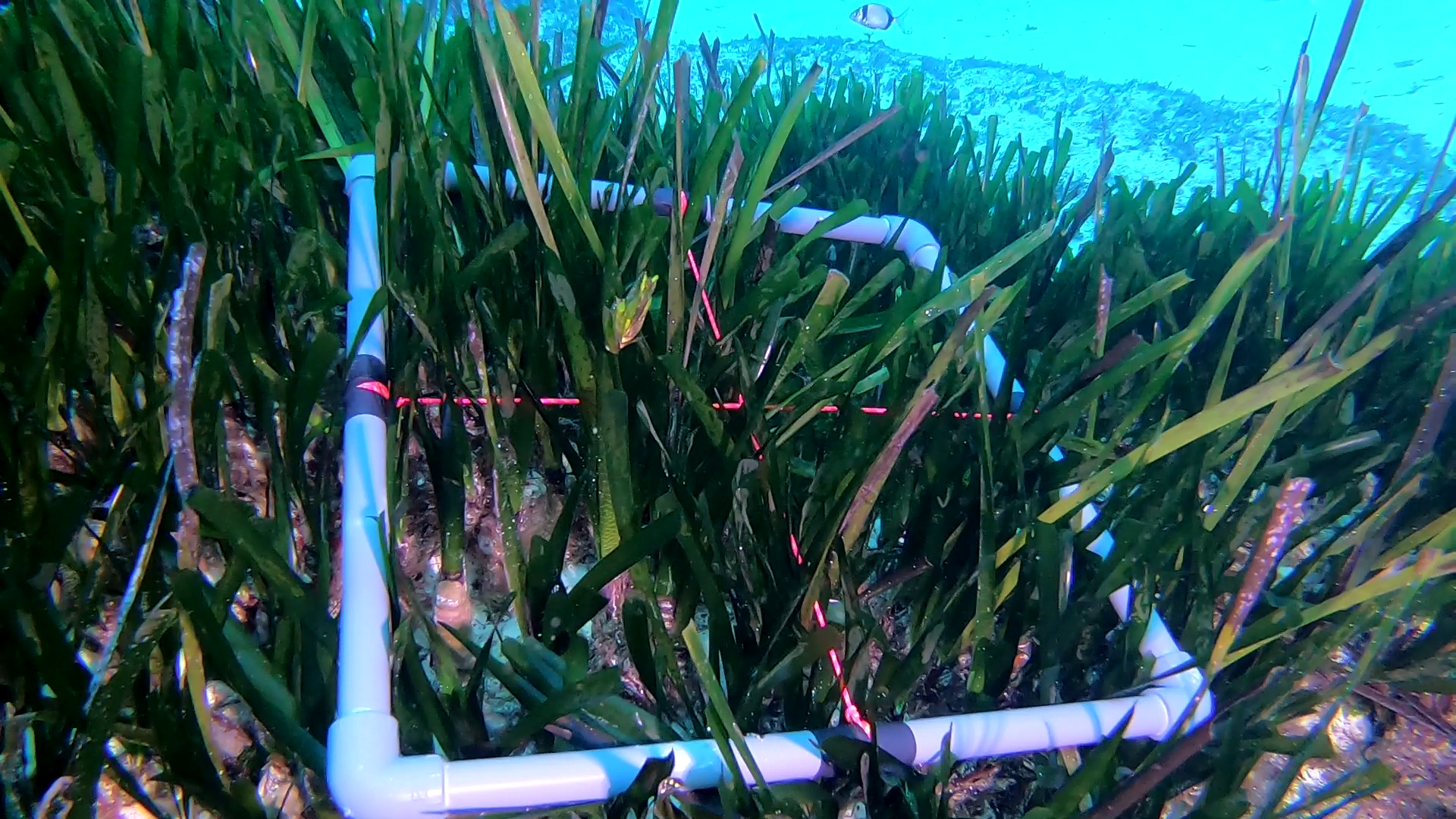 posidonia-oceanica