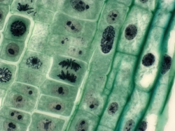 cellular-mediator-assays