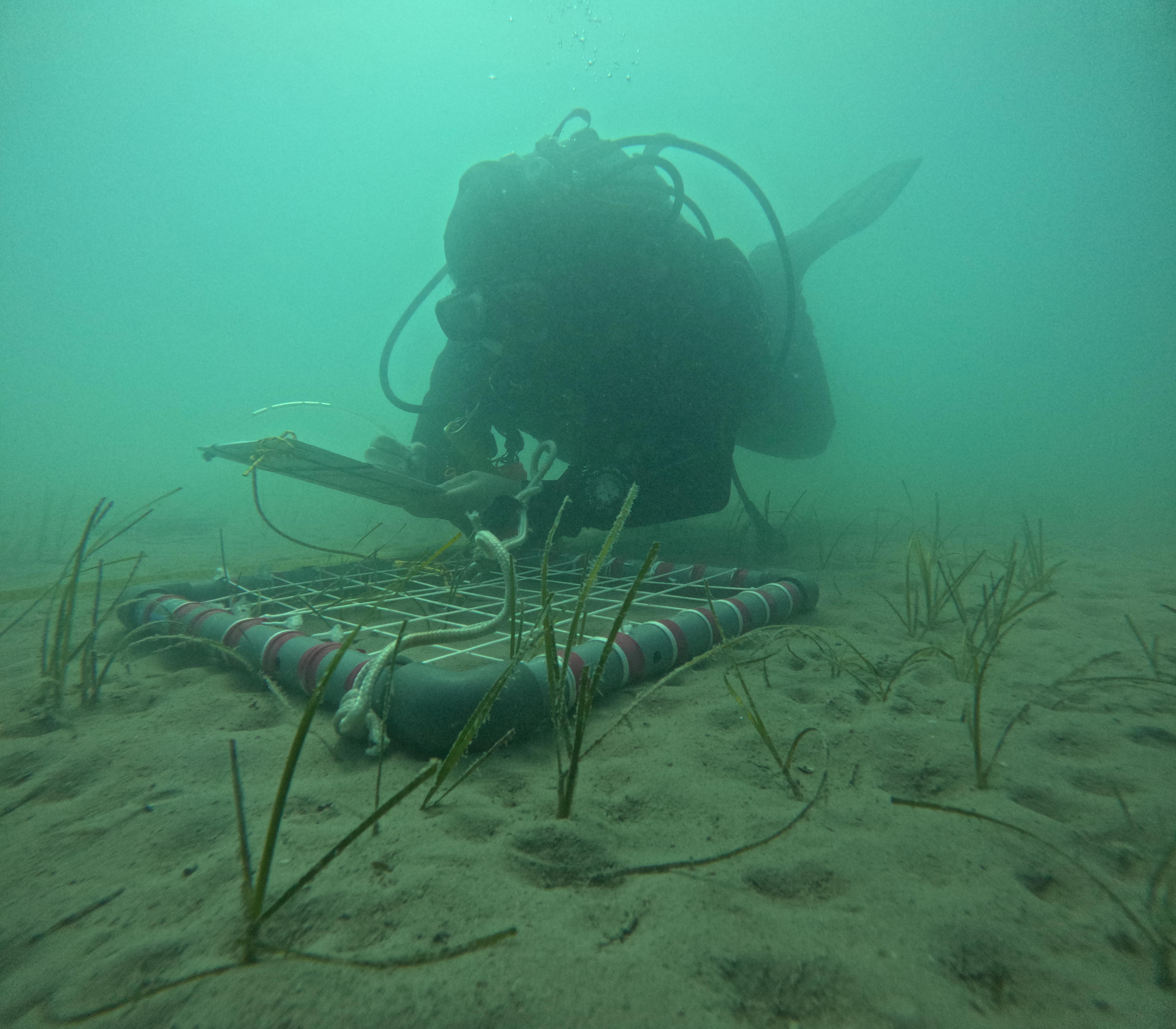 posidonia-oceanica-eurofins-environment
