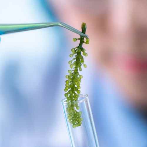 fitoplancton-analisis-indicador-biologico