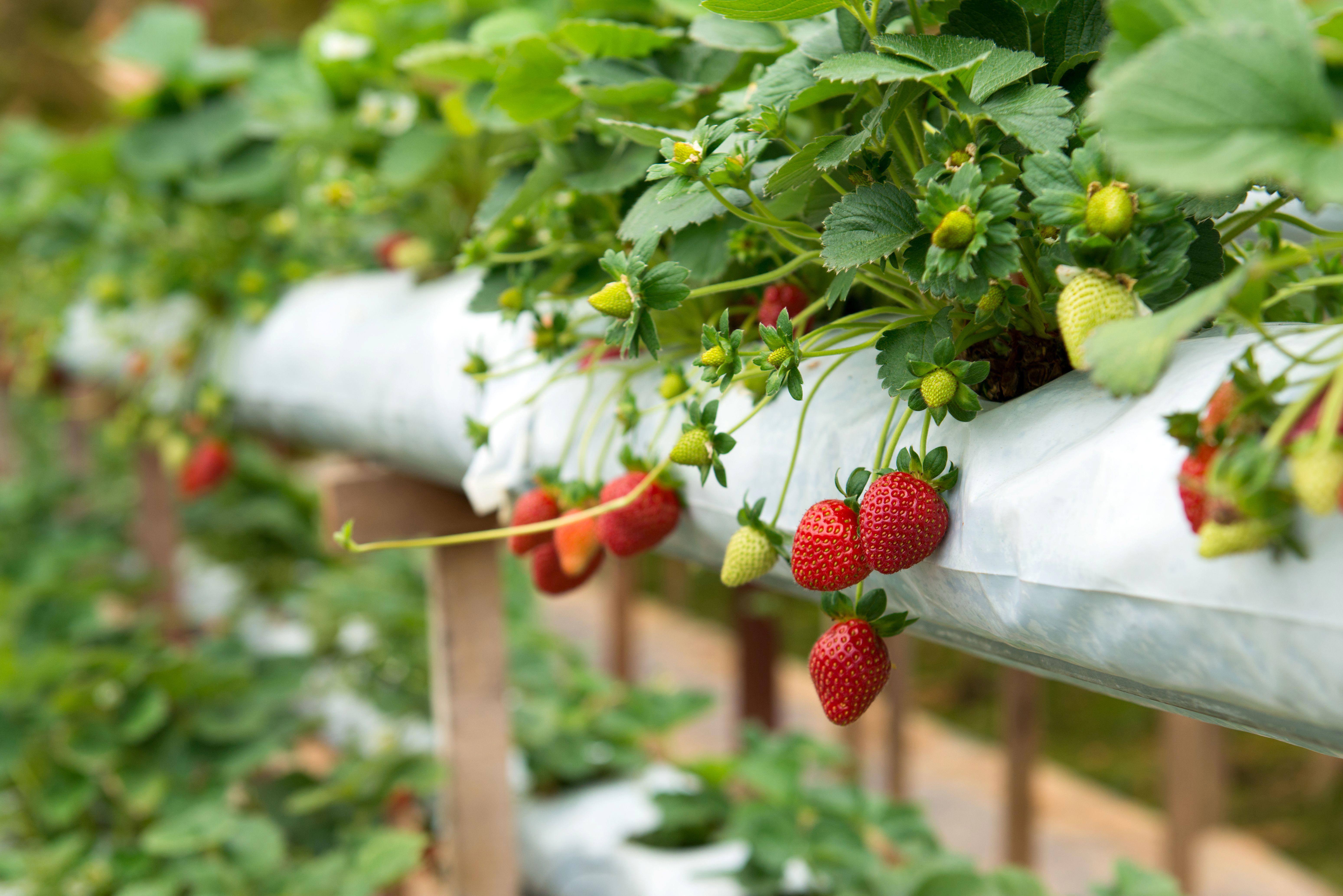 fraise-fotolia_bis