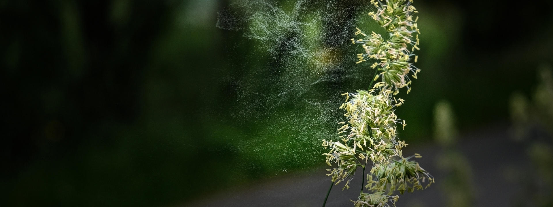 allergy-slidding-banner