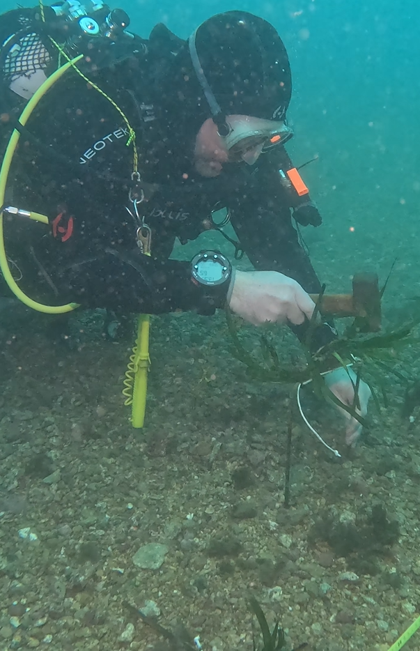 restauracion-activa-posidonia