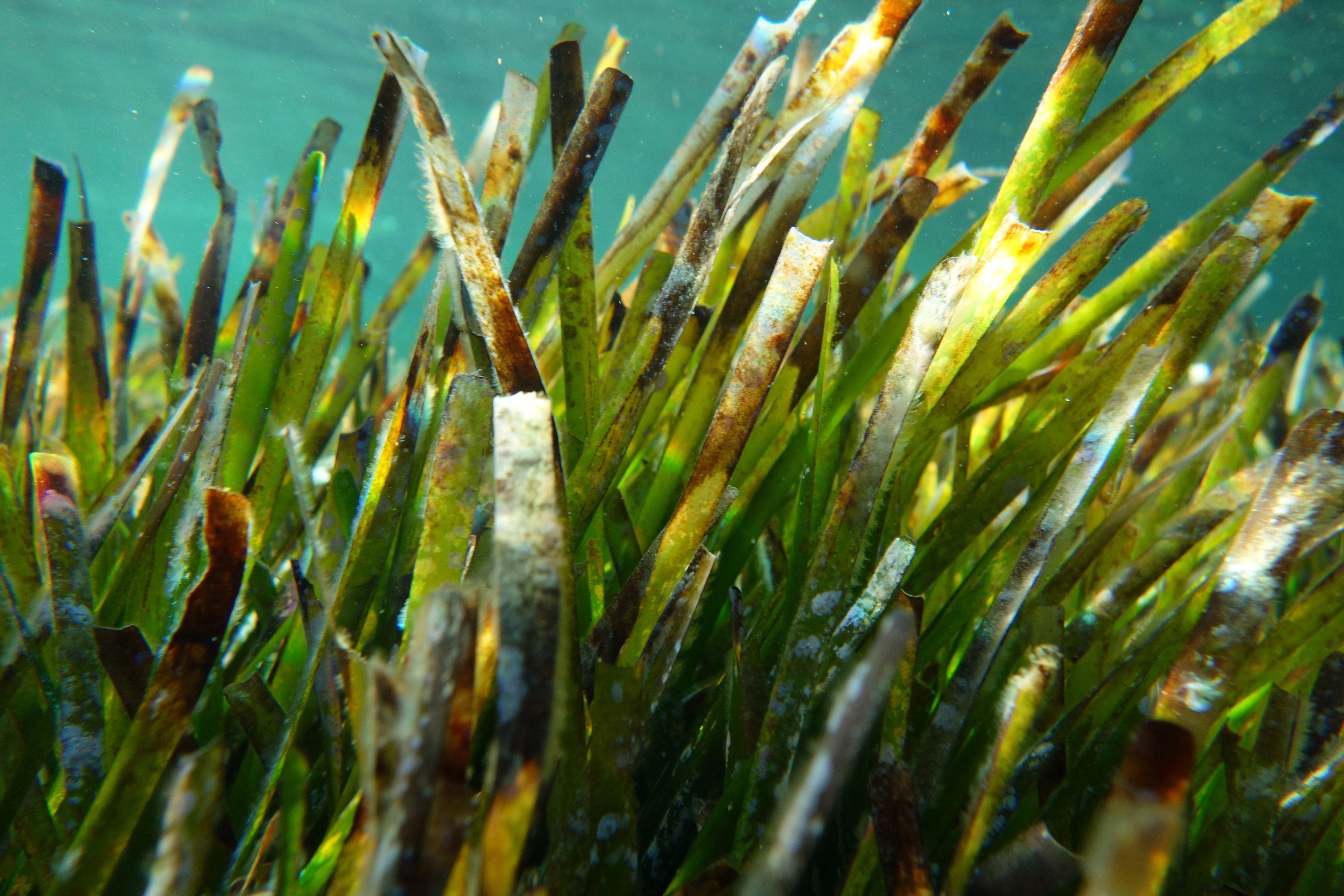 eurofins-environment-testing-posidonia-oceanica