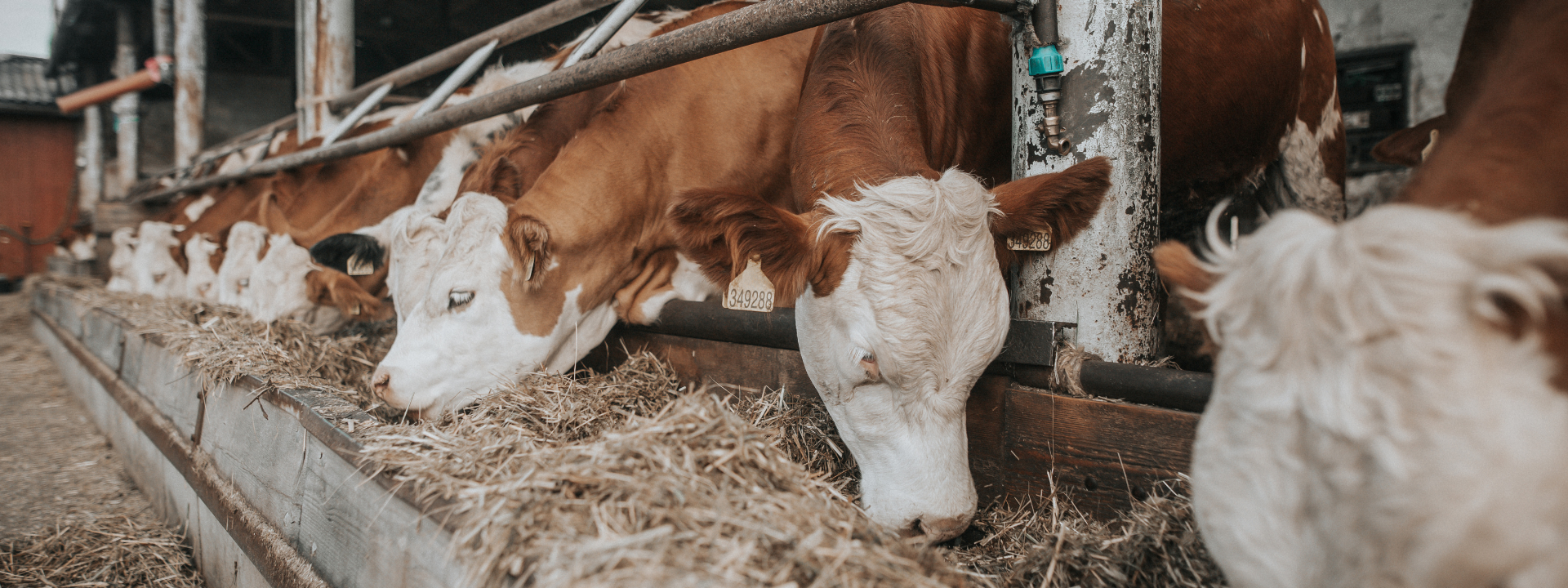 bannière-alimentation-pour-le-bétail