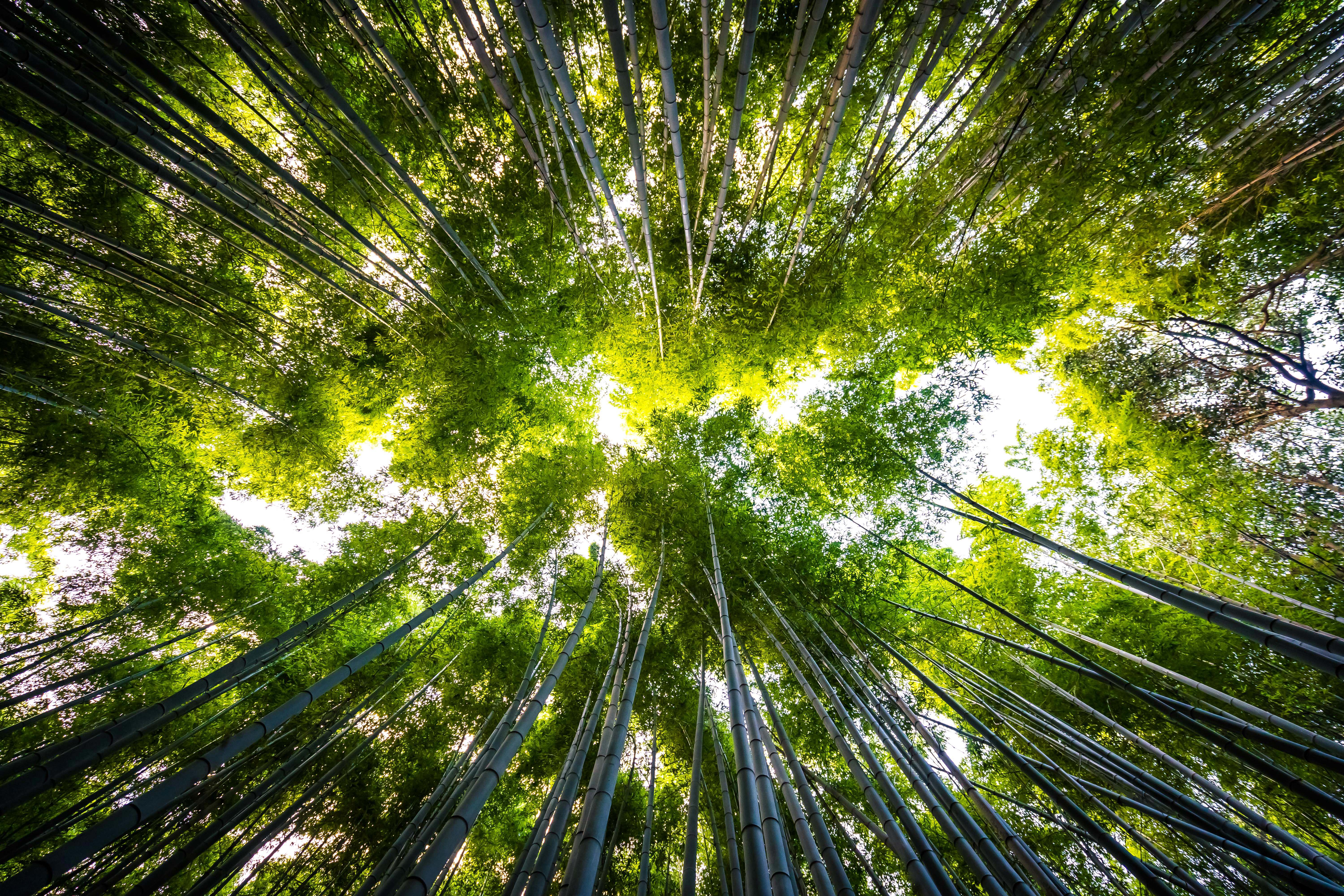 beau-paysage-de-bambouseraie-dans-la-foret-d-arashiyama-kyoto