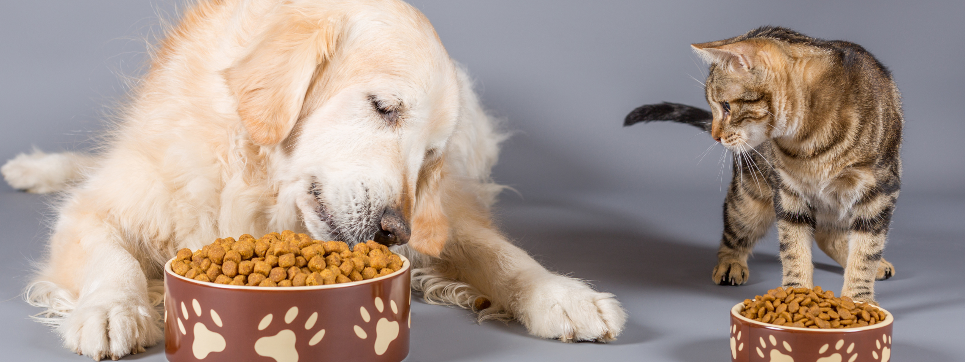 bannière-petfood