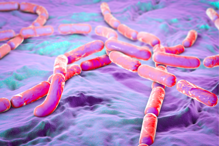 risque-bacillus-cereus-toxine-céréulide