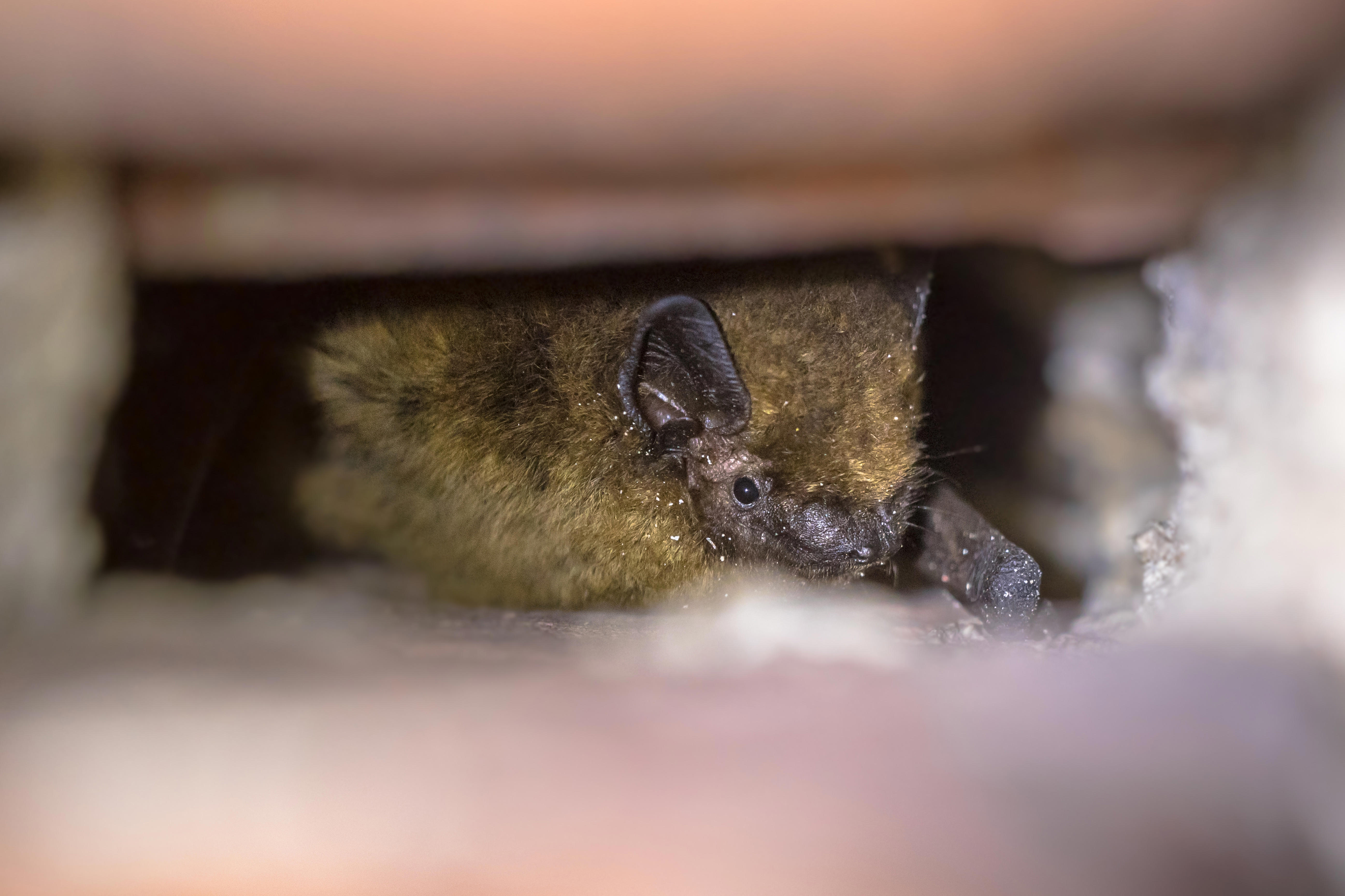 hibernating-pipistrelle-bat-in-wall_5193-x-3462px