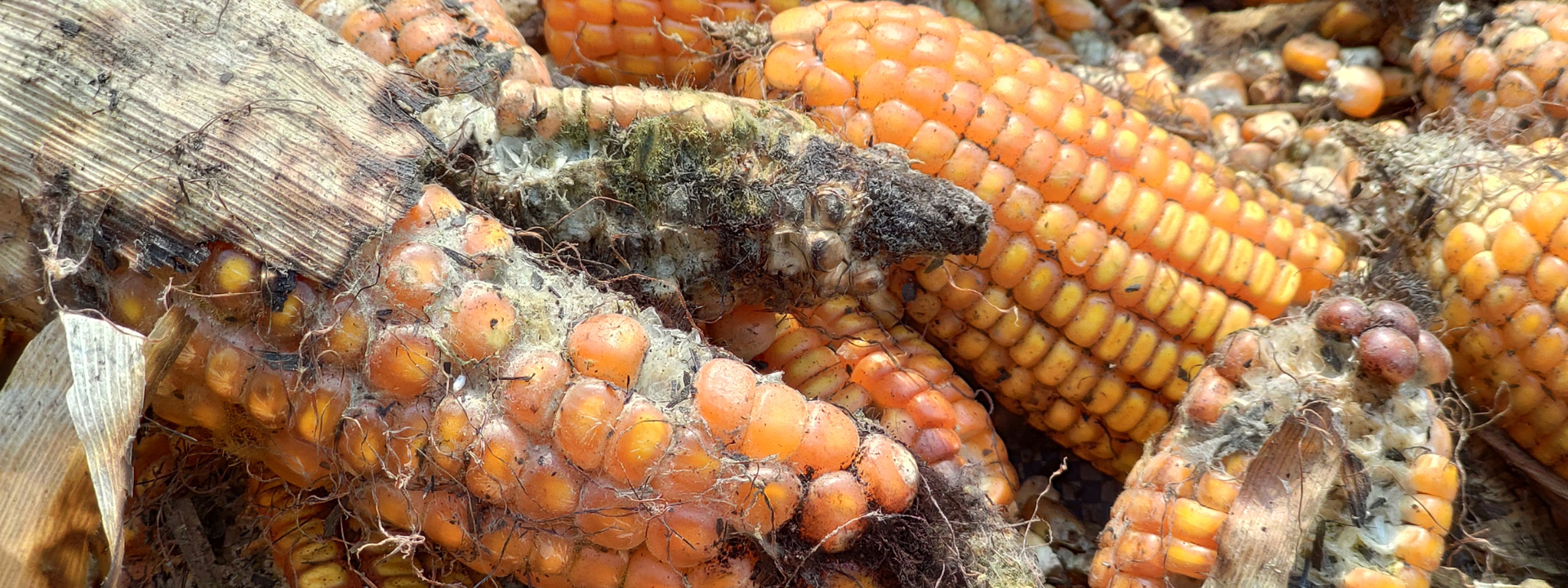 mycotoxines-aflatoxines