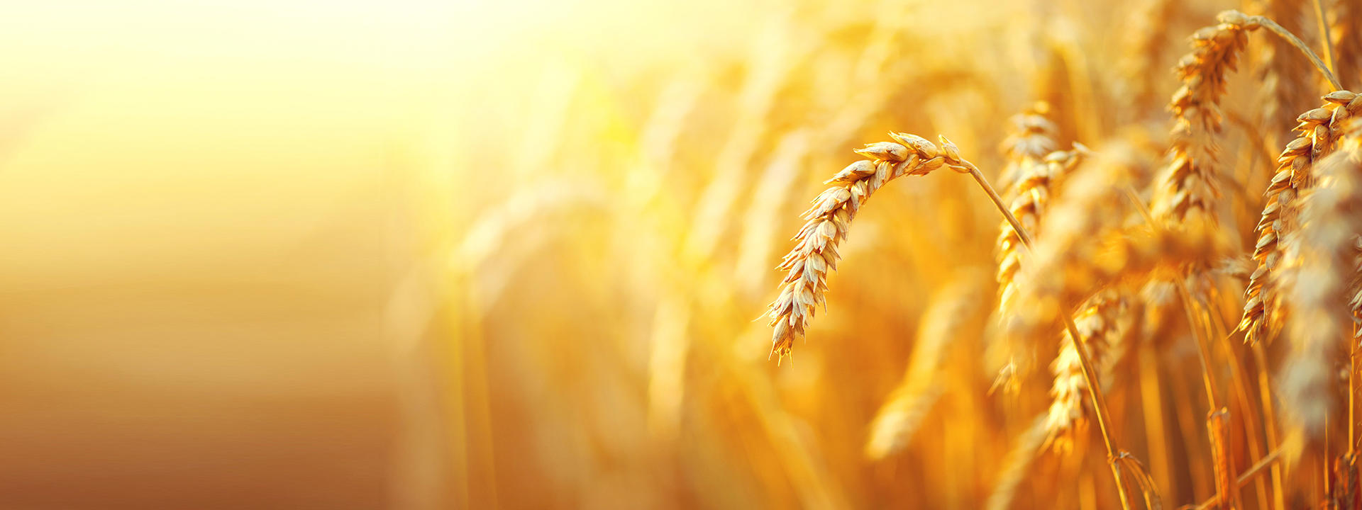 bannière-mycotoxines-et-toxines-végétales