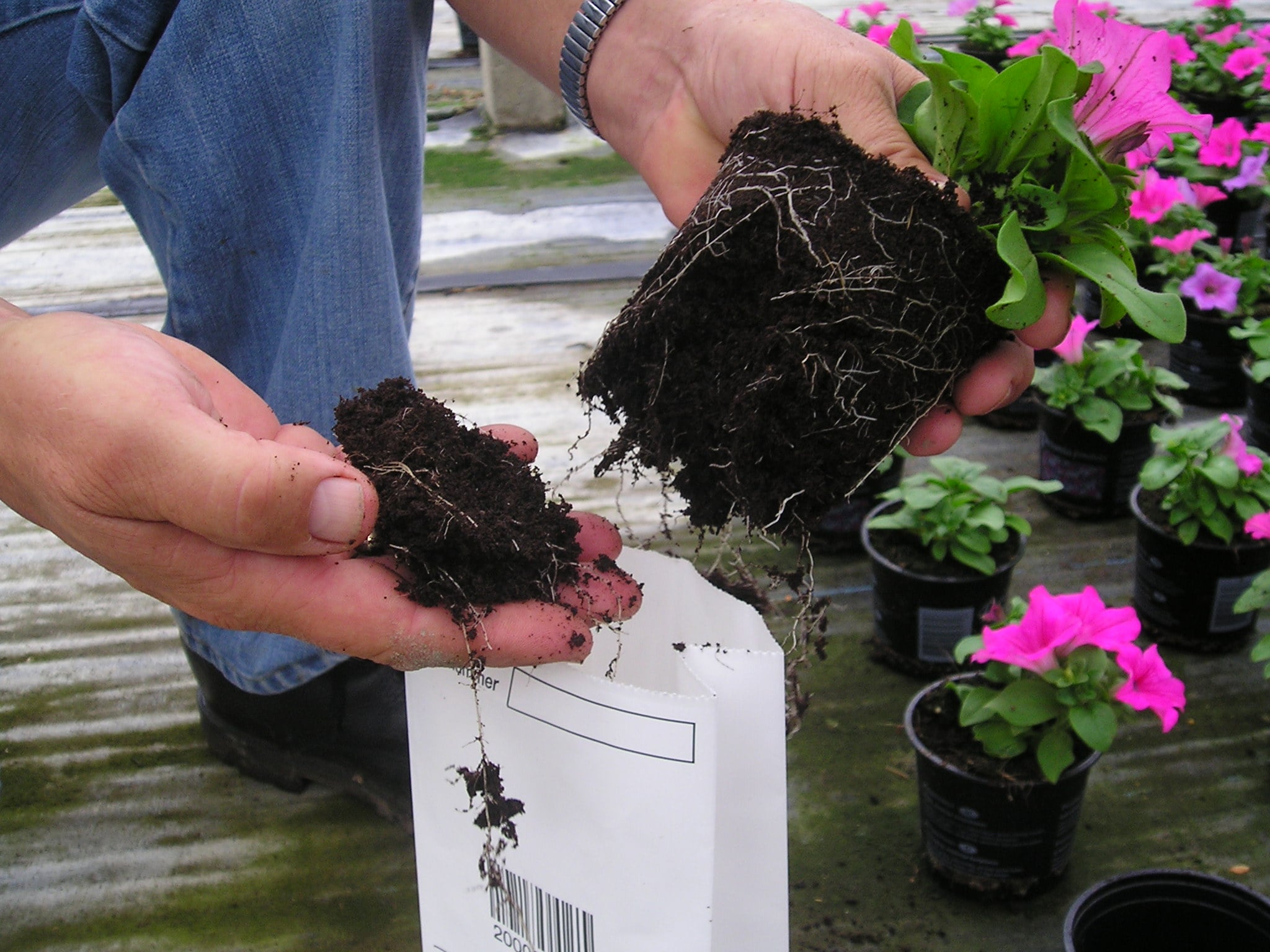 agro-sample-taking-potting-soil