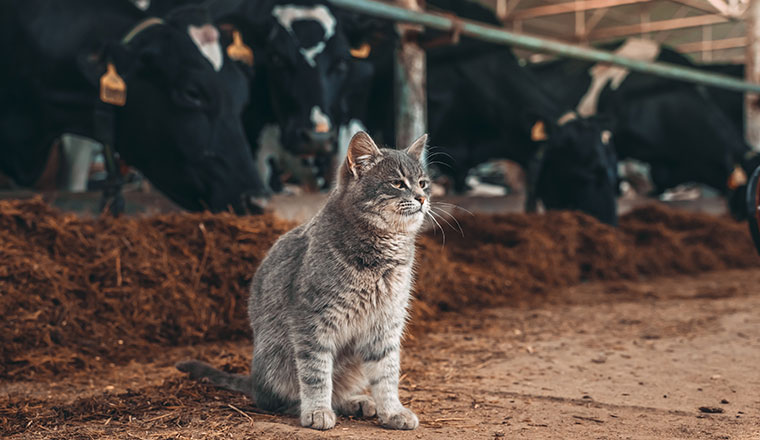 bannière-nutrition-animale-v2