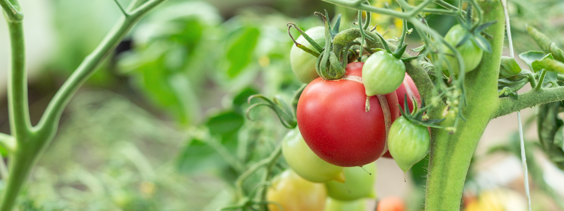 bannière-authenticité-des-produits-biologiques