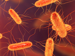 e-coli-testing-accordion
