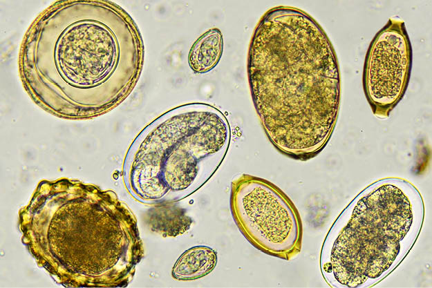 parasitologie_virologie
