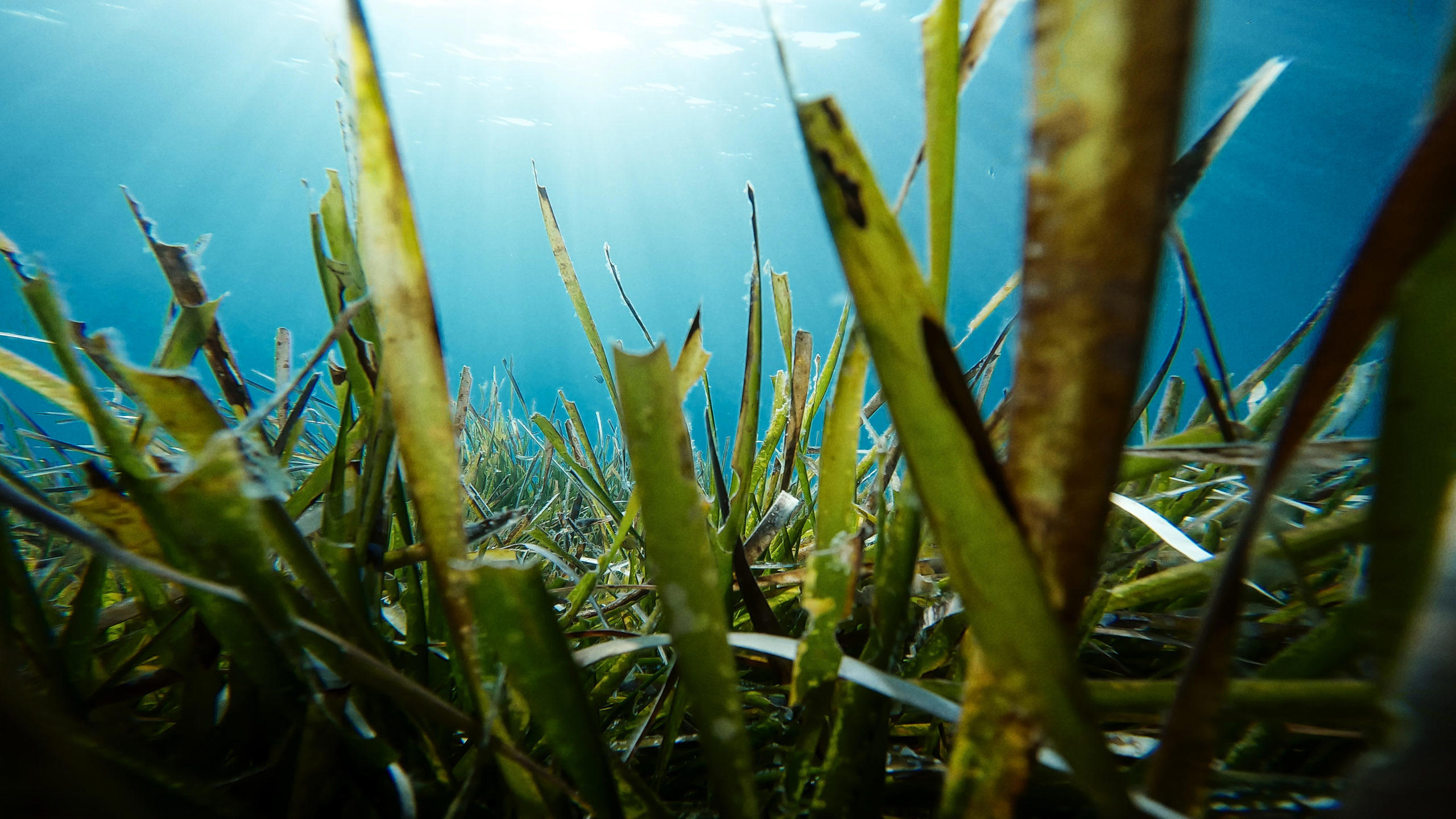 medio-marino-eurofins-environment