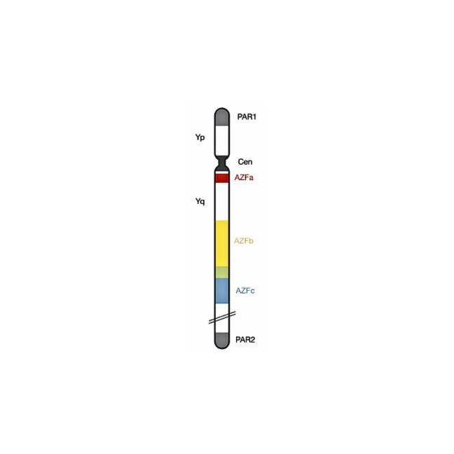 male-genetic-reproductive-profiling-tile (1)