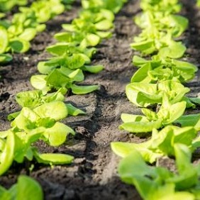 agro_greenhouse_soil
