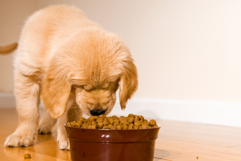 risque-contaminants-alimentation-animale