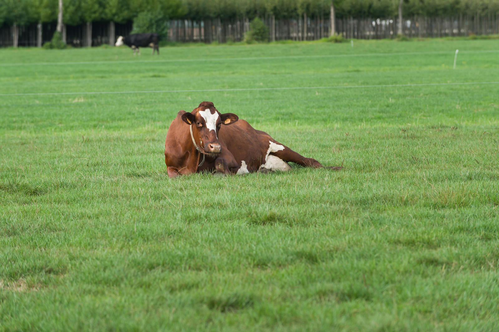 koe-roodbont-in-gras-lr