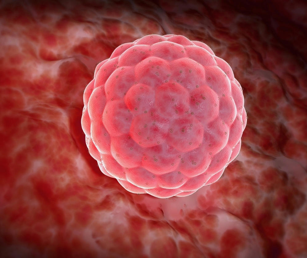 embryo-health-assessment