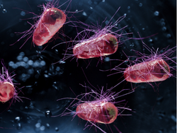 e-coli
