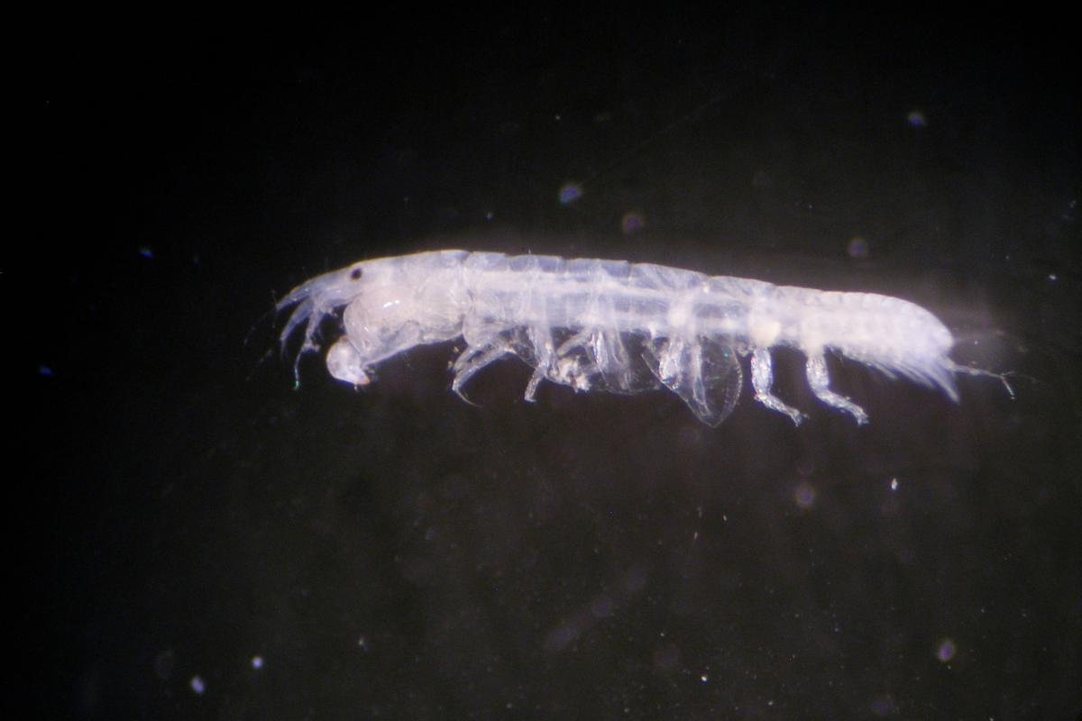 macroinvertebrados-bentónicos-marinos