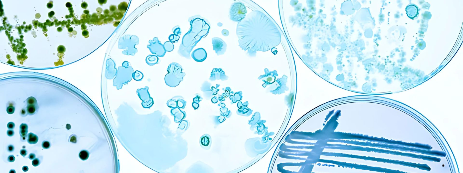 bannière-microbiologie (1)