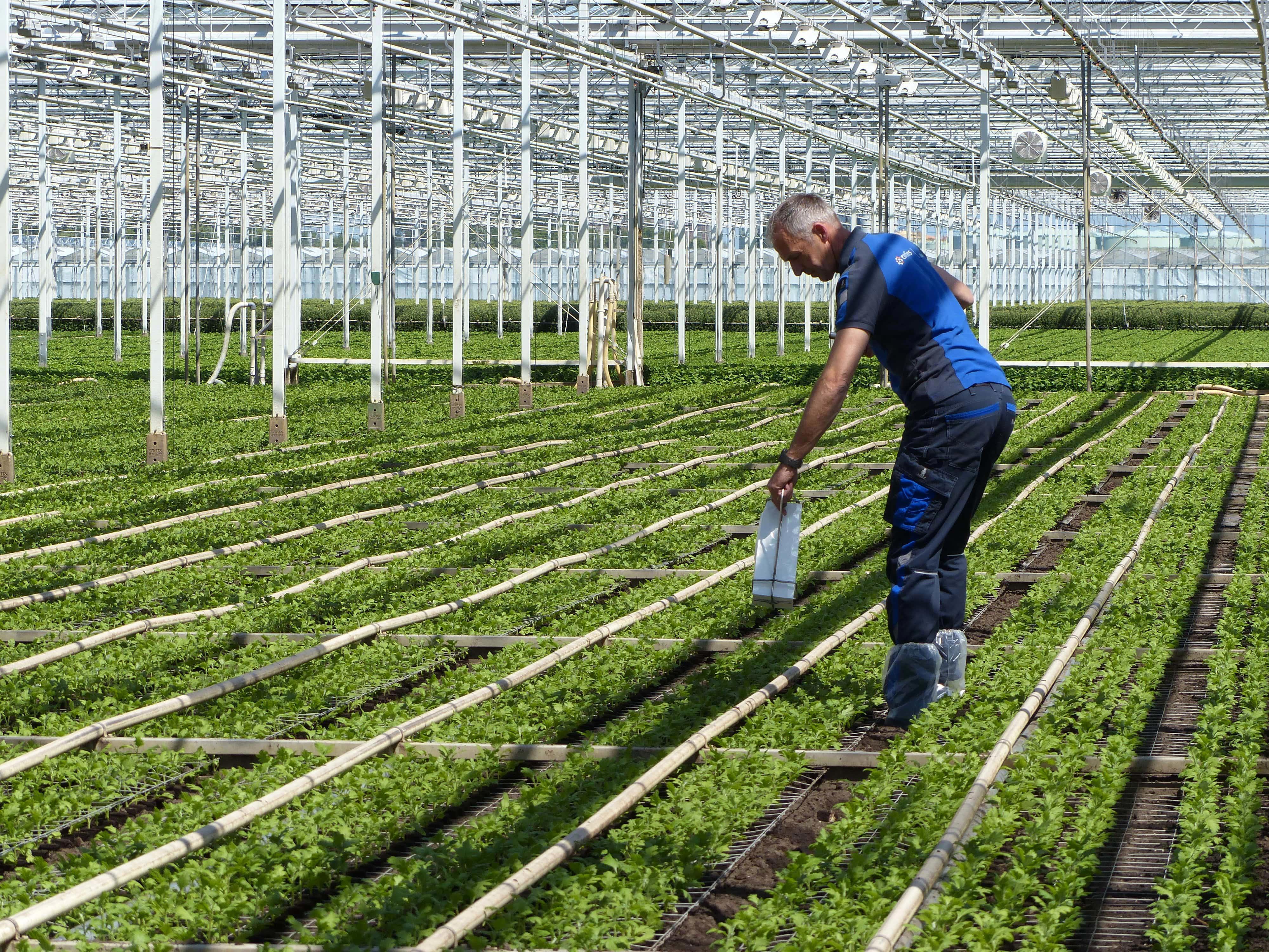 agro-sample-taking-greenhouse-man