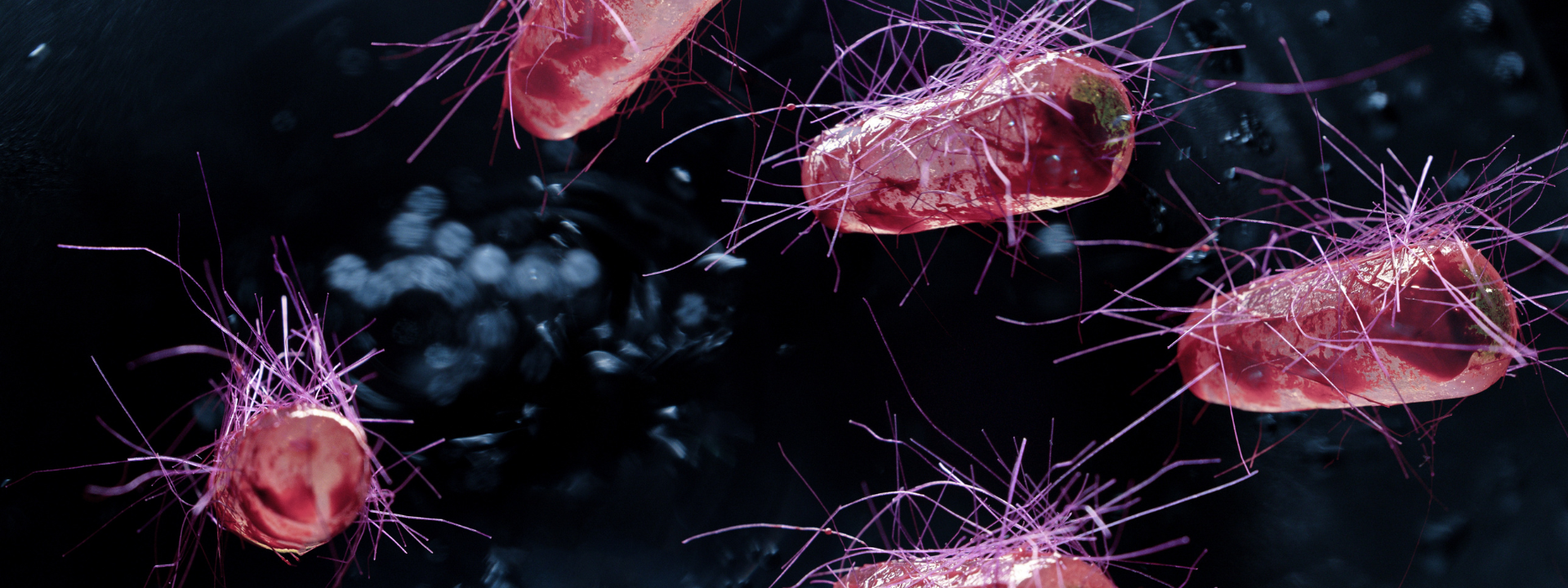 e-coli