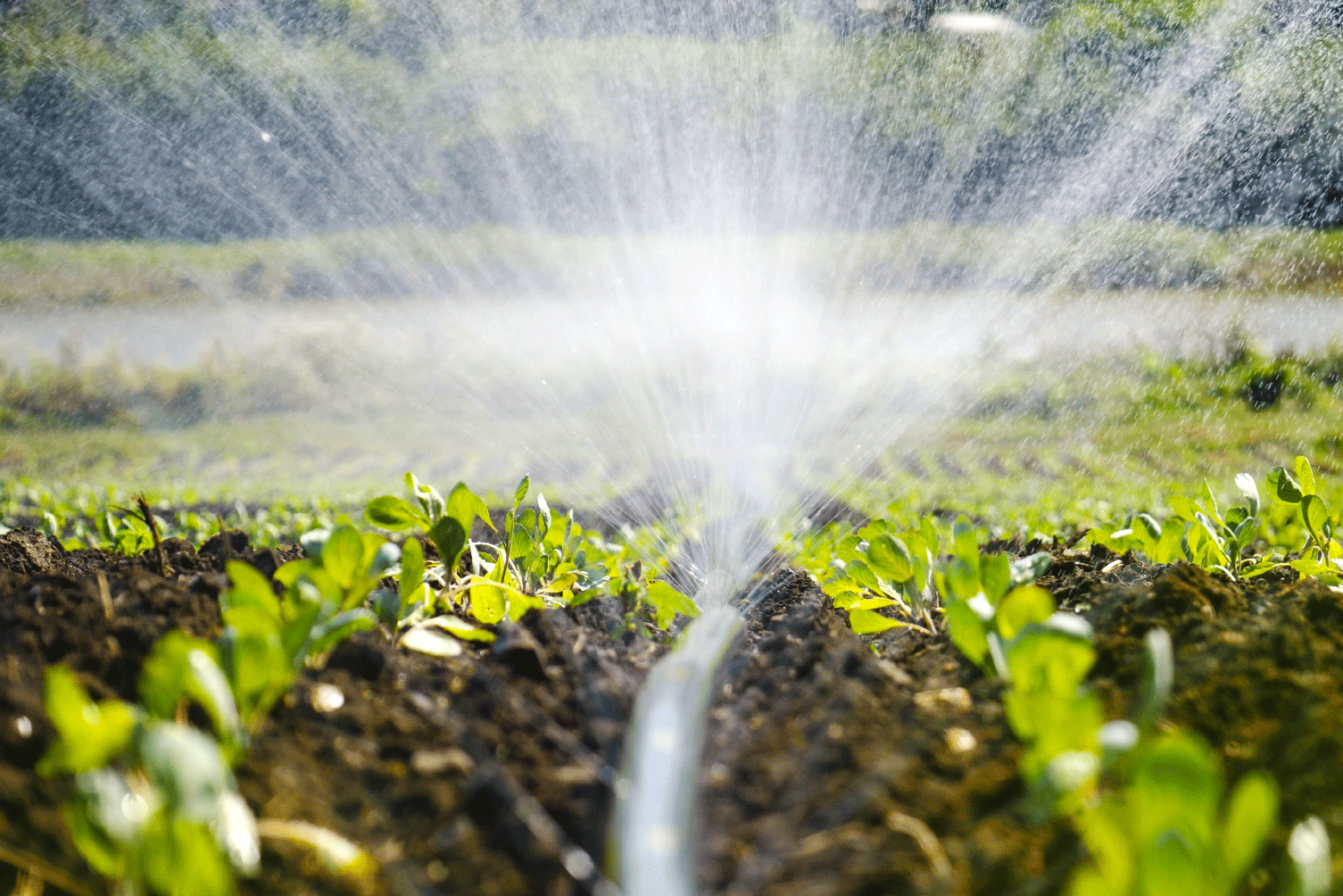 eau-dirrigation